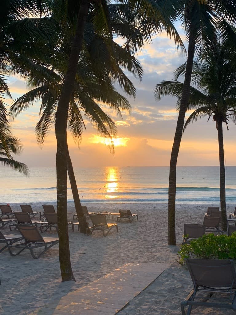 Beach sunset with palms